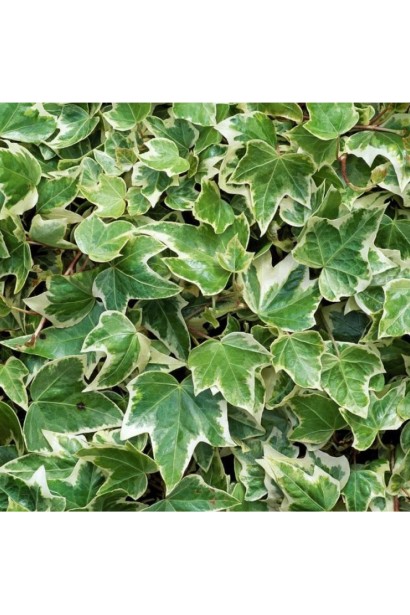 Плющ Варієгата строкате листя